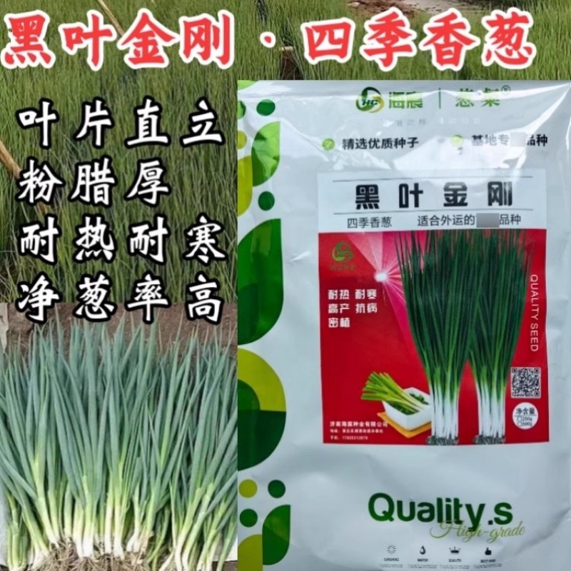黑叶金刚香葱种子四季小香葱耐热耐寒春夏秋山东小葱种子籽孑