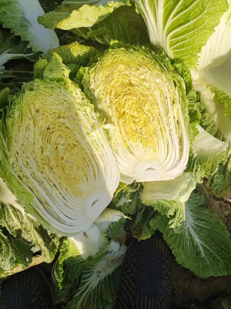 【实力】黄心白菜湖南新鲜蔬菜批发全国发货
