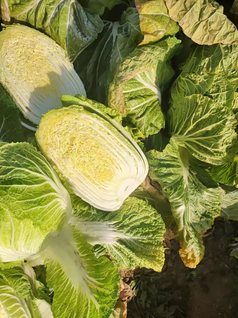 【实力】黄心白菜湖南新鲜蔬菜批发全国发货