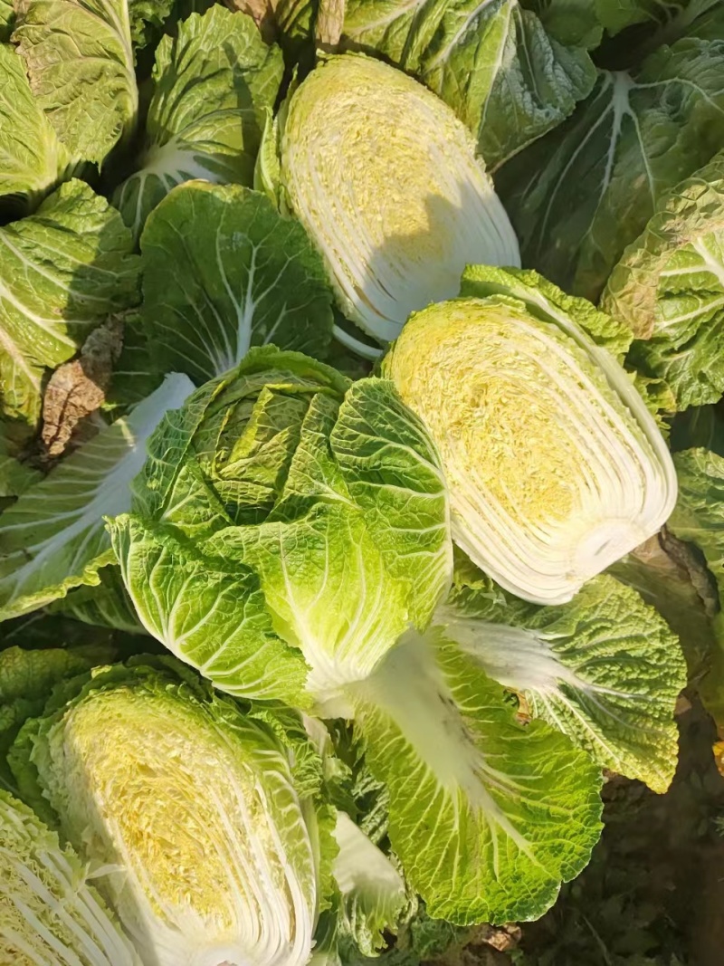 【实力】黄心白菜湖南新鲜蔬菜批发全国发货