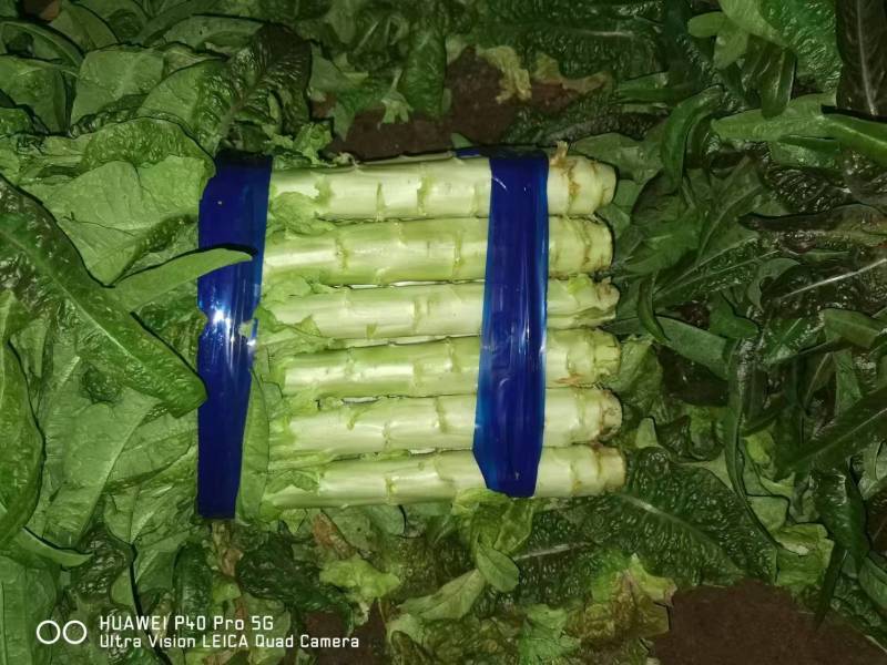 【实力】红叶香莴笋湖南精品莴笋产地直发一手货源