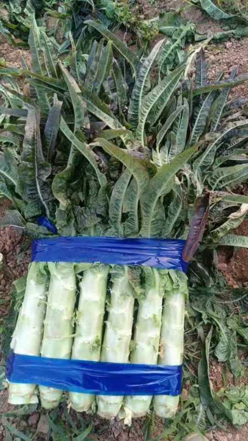 【实力】红叶香莴笋湖南精品莴笋产地直发一手货源