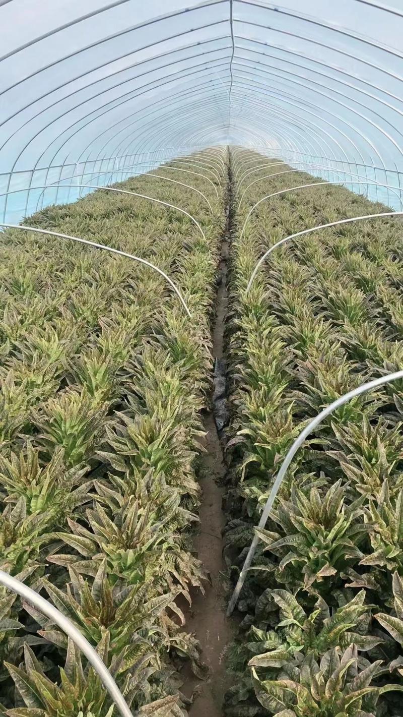 【实力】红叶香莴笋湖南精品莴笋产地直发一手货源