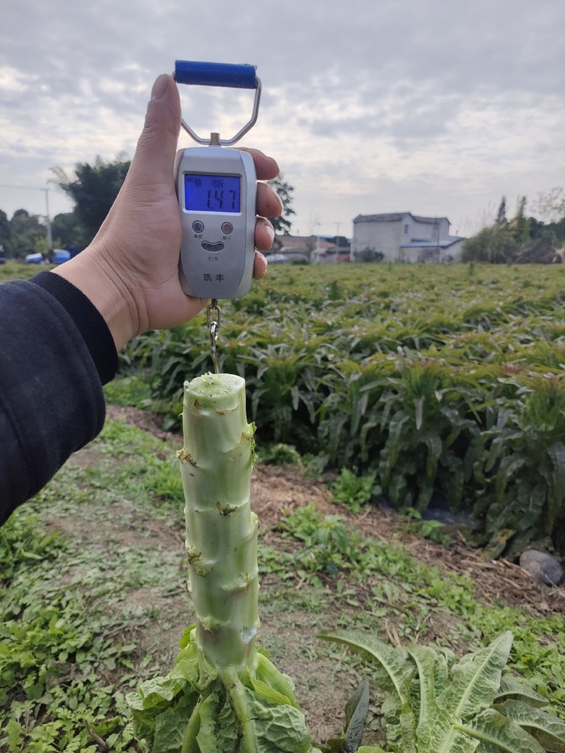 【实力】红叶香莴笋湖南精品莴笋产地直发一手货源