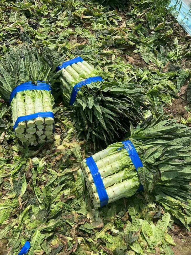 红叶莴笋湖南精品莴苣红叶香莴笋产地直发一手货源
