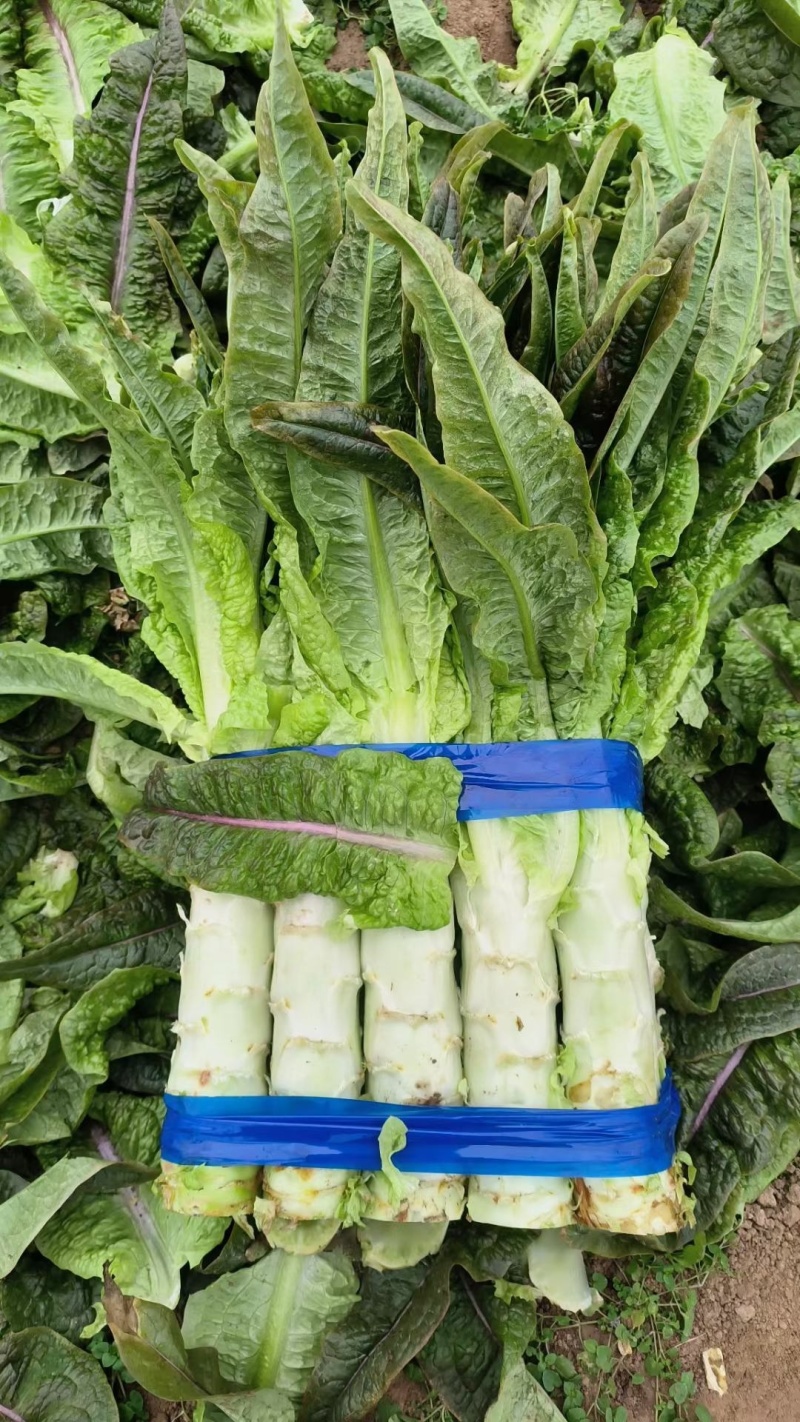 红叶莴笋湖南精品莴苣红叶香莴笋产地直发一手货源