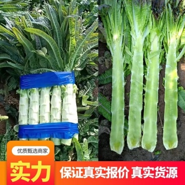 红叶莴笋湖南精品莴苣红叶香莴笋产地直发一手货源