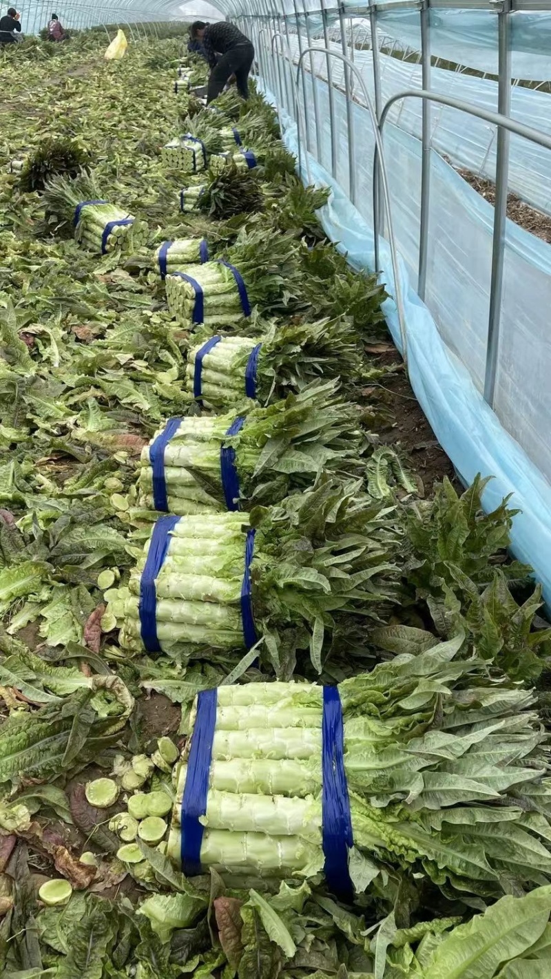 红叶莴笋湖南精品莴苣红叶香莴笋产地直发一手货源