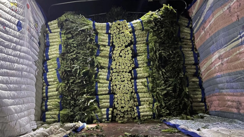 红叶莴笋湖南精品莴苣红叶香莴笋产地直发一手货源