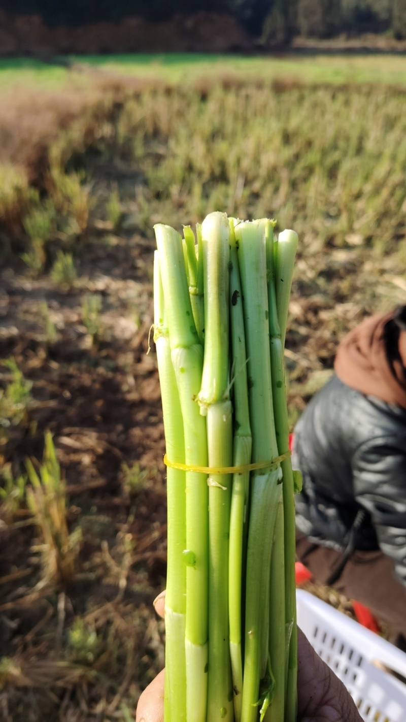 【热卖】水芹菜产地直发价格美丽对接商超量大从优