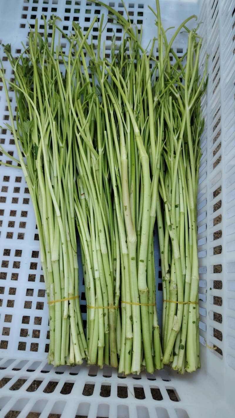 【热卖】水芹菜产地直发价格美丽对接商超量大从优