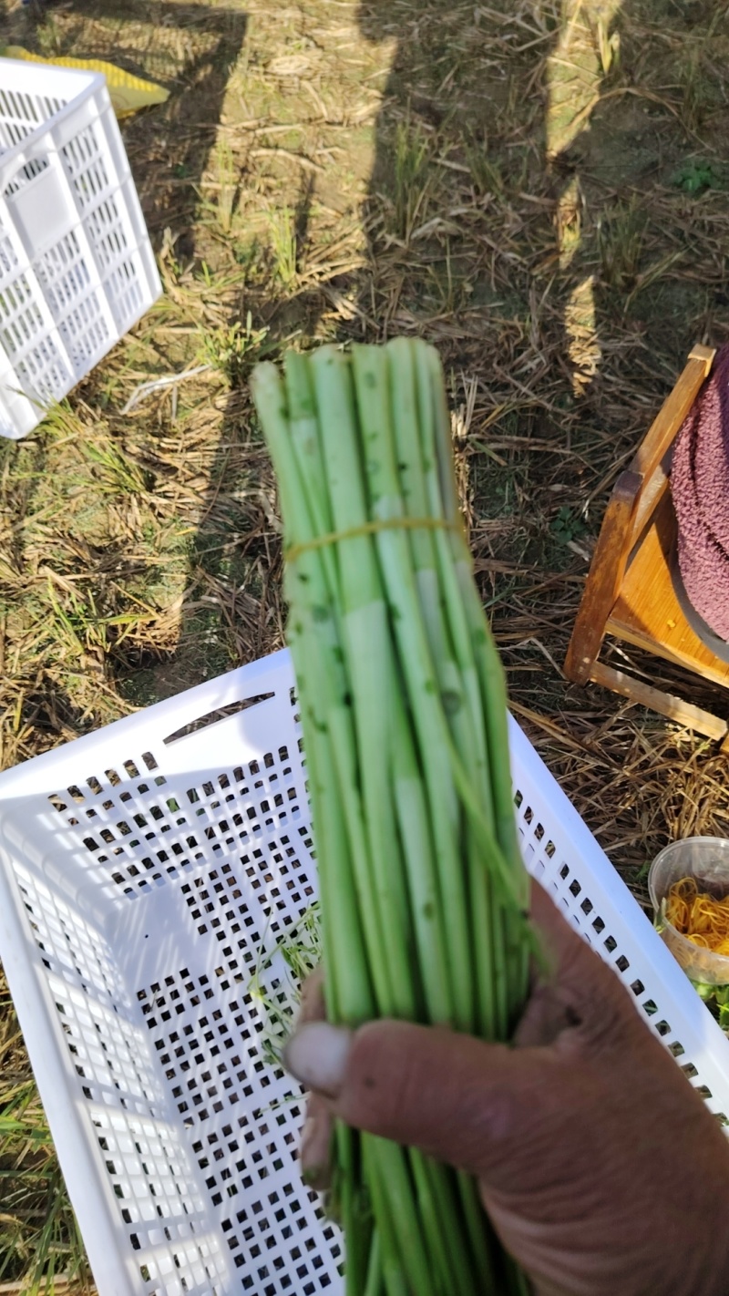【热卖】水芹菜产地直发价格美丽对接商超量大从优