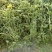 【热卖】水芹菜产地直发价格美丽对接商超量大从优