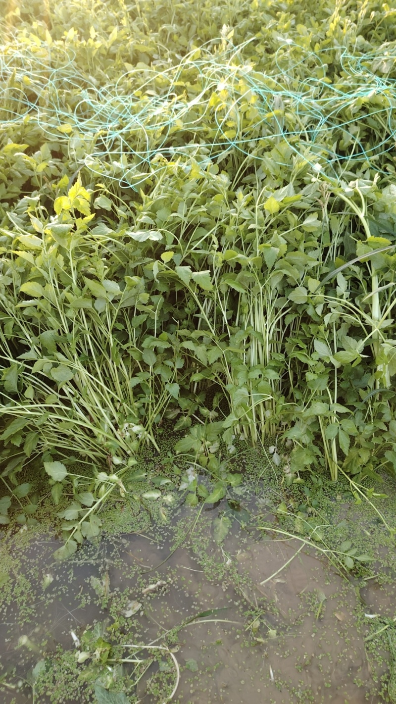 【热卖】水芹菜产地直发价格美丽对接商超量大从优