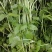【热卖】水芹菜产地直发价格美丽对接商超量大从优