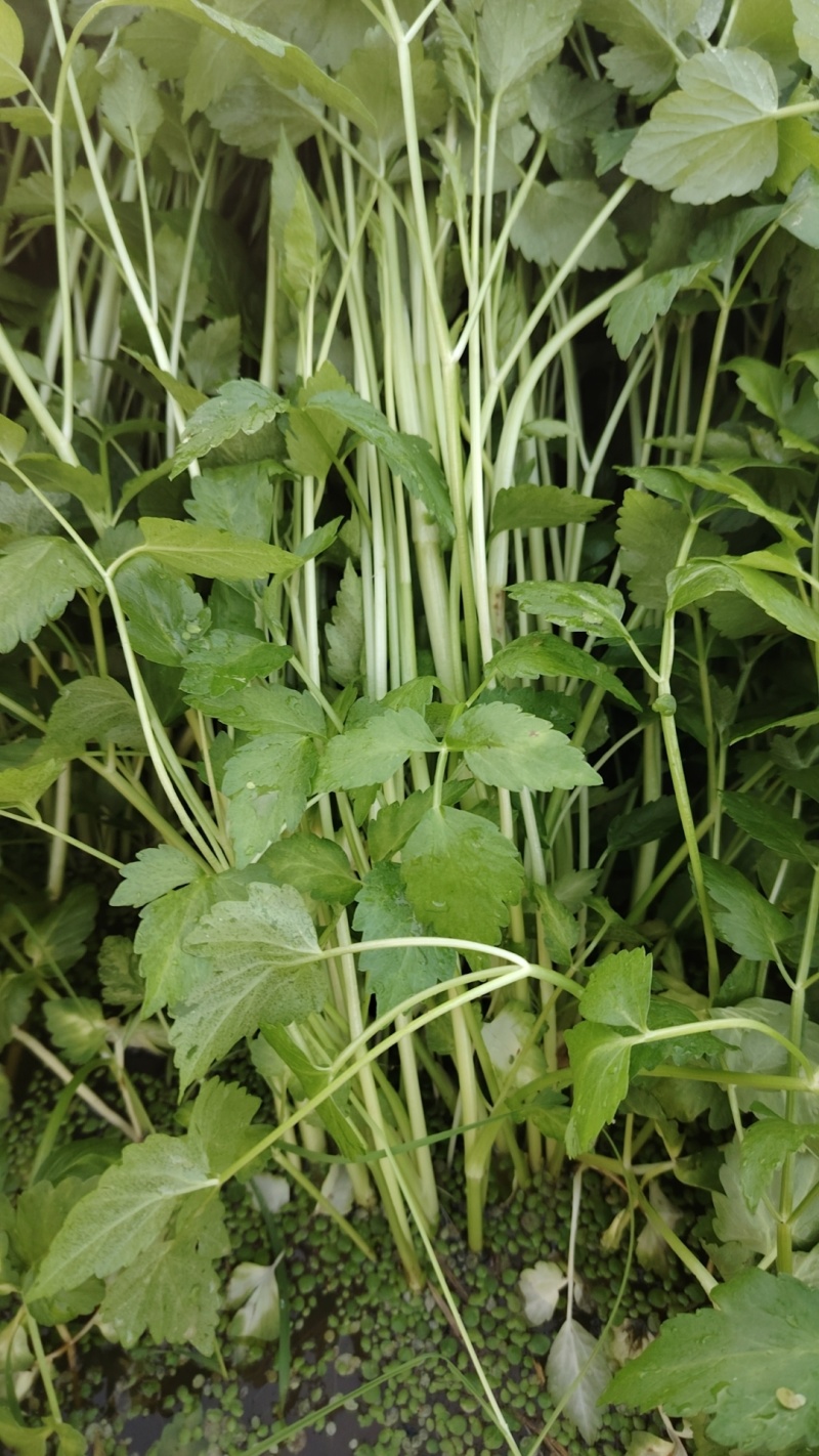 【热卖】水芹菜产地直发价格美丽对接商超量大从优