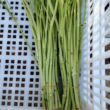 【热卖】水芹菜产地直发价格美丽对接商超量大从优