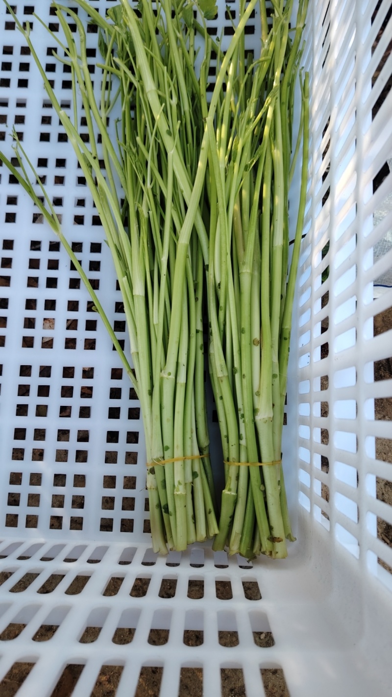 【热卖】水芹菜产地直发价格美丽对接商超量大从优