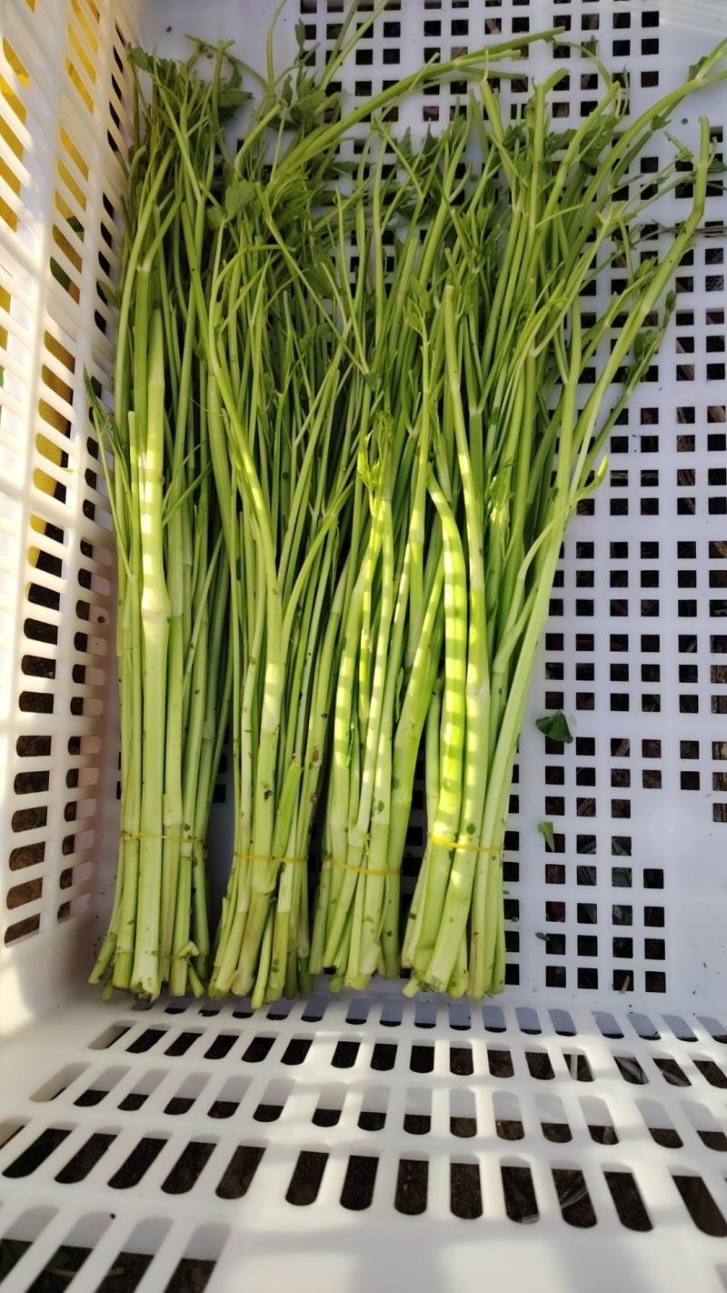 【热卖】水芹菜产地直发价格美丽对接商超量大从优