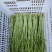 【热卖】水芹菜产地直发价格美丽对接商超量大从优
