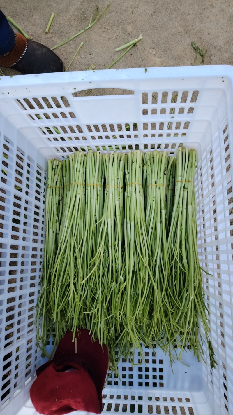 【热卖】水芹菜产地直发价格美丽对接商超量大从优