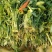【热卖】水芹菜产地直发价格美丽对接商超量大从优