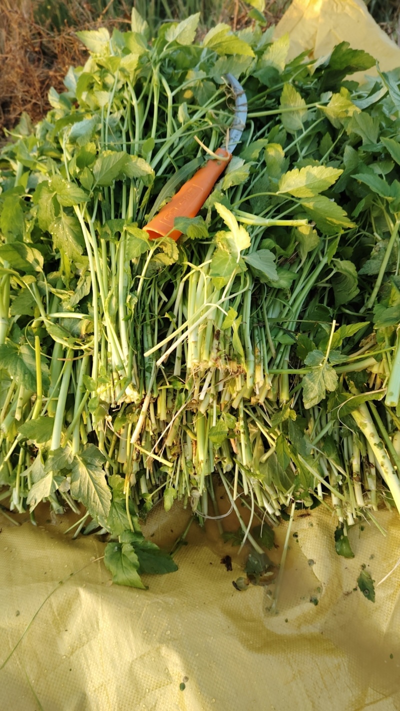 【热卖】水芹菜产地直发价格美丽对接商超量大从优