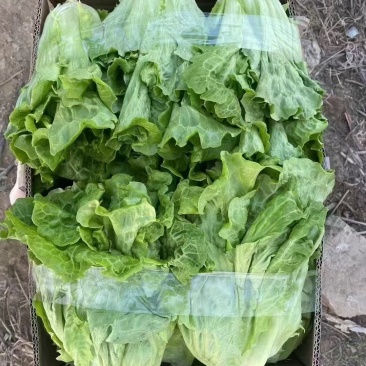 【生菜】精品生菜欢迎致电一手货源量大价双11价优