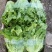 【生菜】精品生菜欢迎致电一手货源量大价双11价优