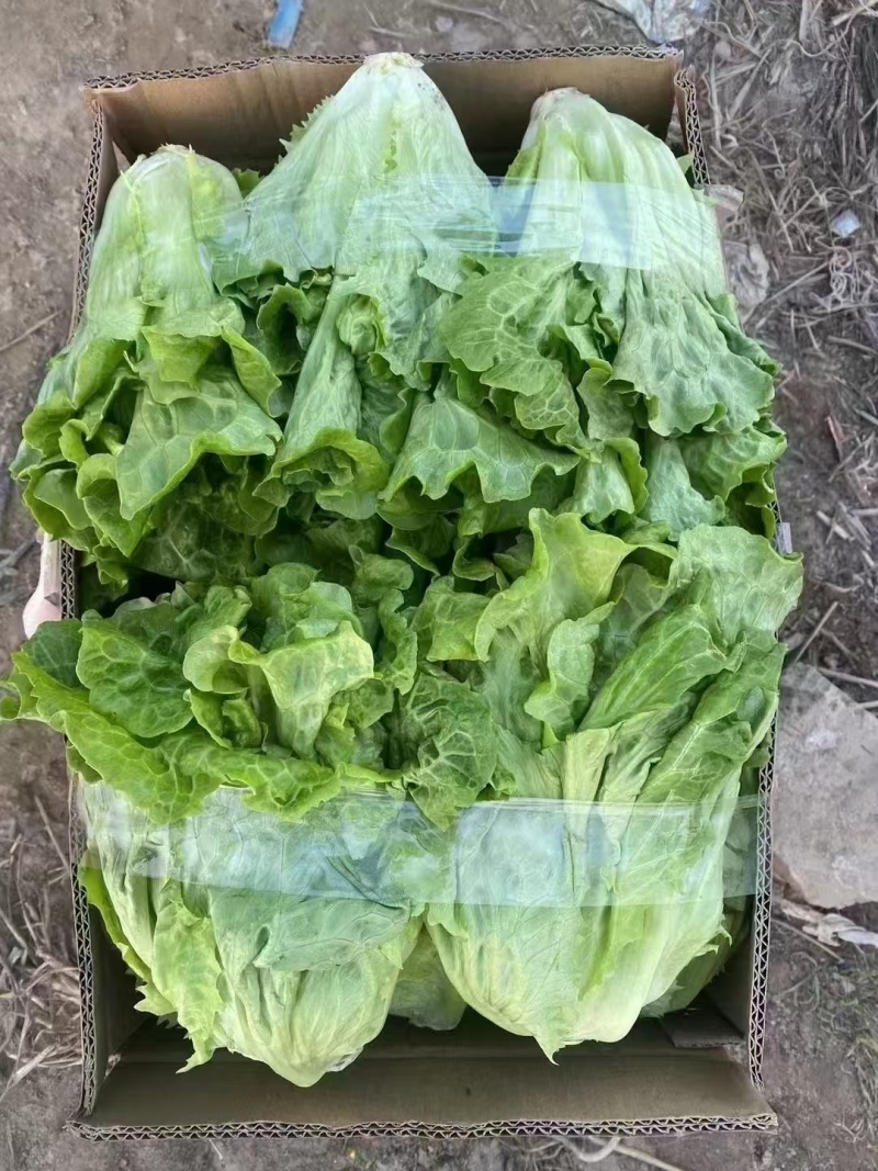 【生菜】精品生菜欢迎致电一手货源量大价双11价优