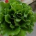 【生菜】精品生菜欢迎致电一手货源量大价双11价优