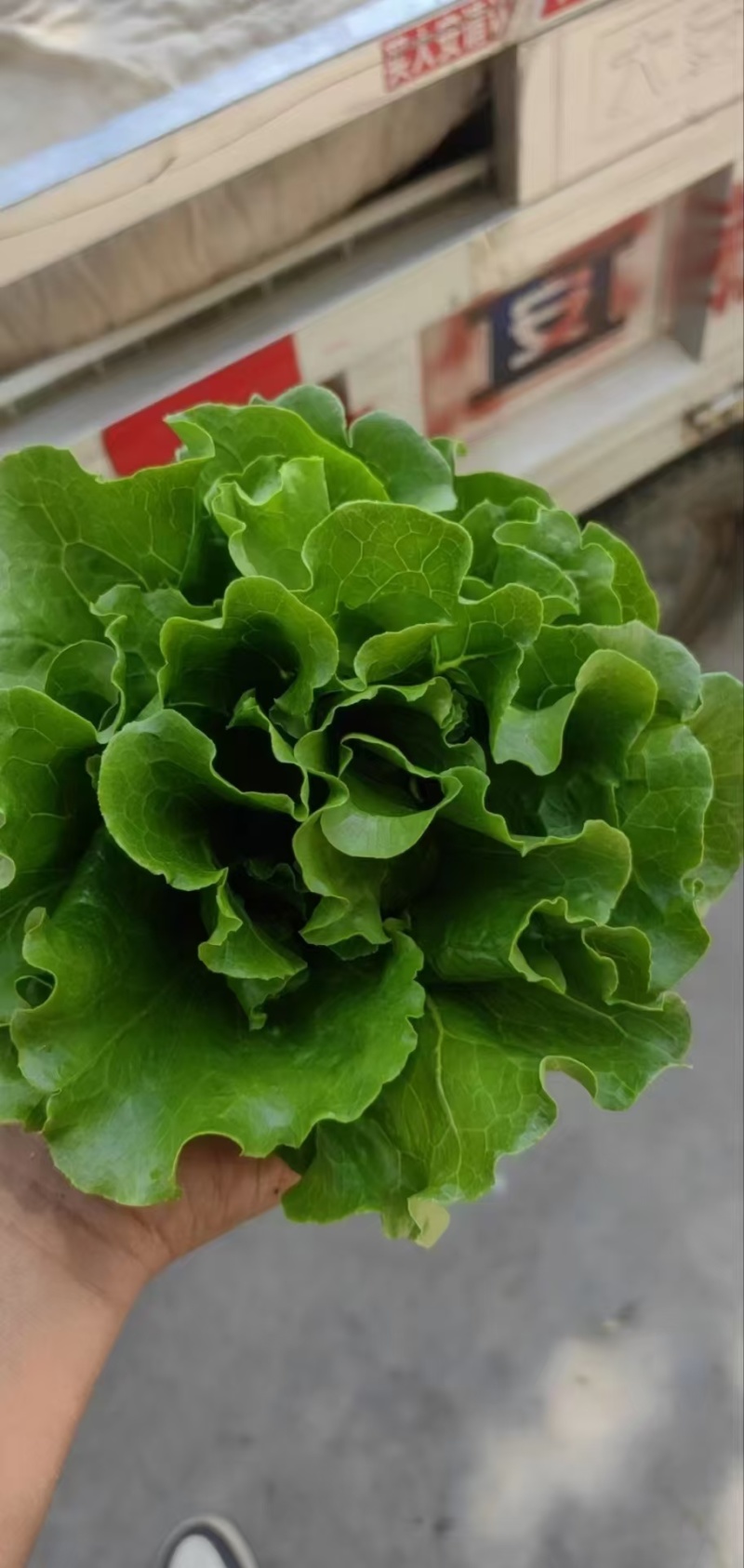 【生菜】精品生菜欢迎致电一手货源量大价双11价优