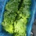 【生菜】精品生菜欢迎致电一手货源量大价双11价优