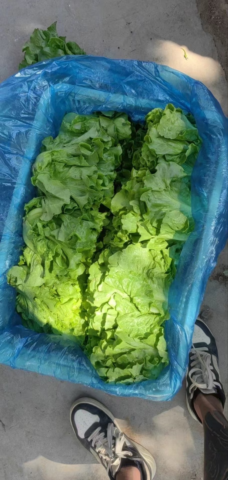 【生菜】精品生菜欢迎致电一手货源量大价双11价优