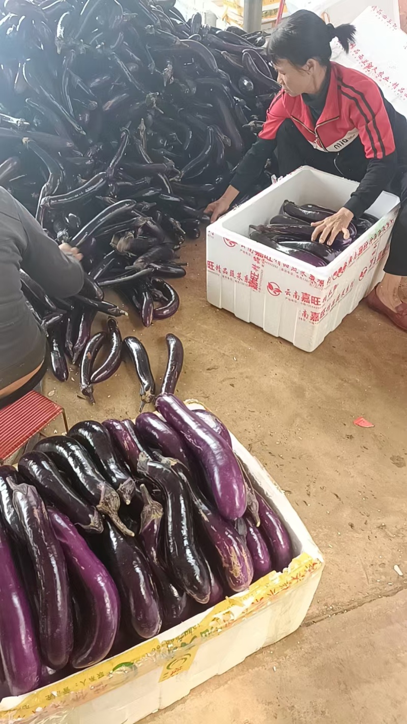 精品长茄，品质保证，诚信第一，价格优惠，服务周到