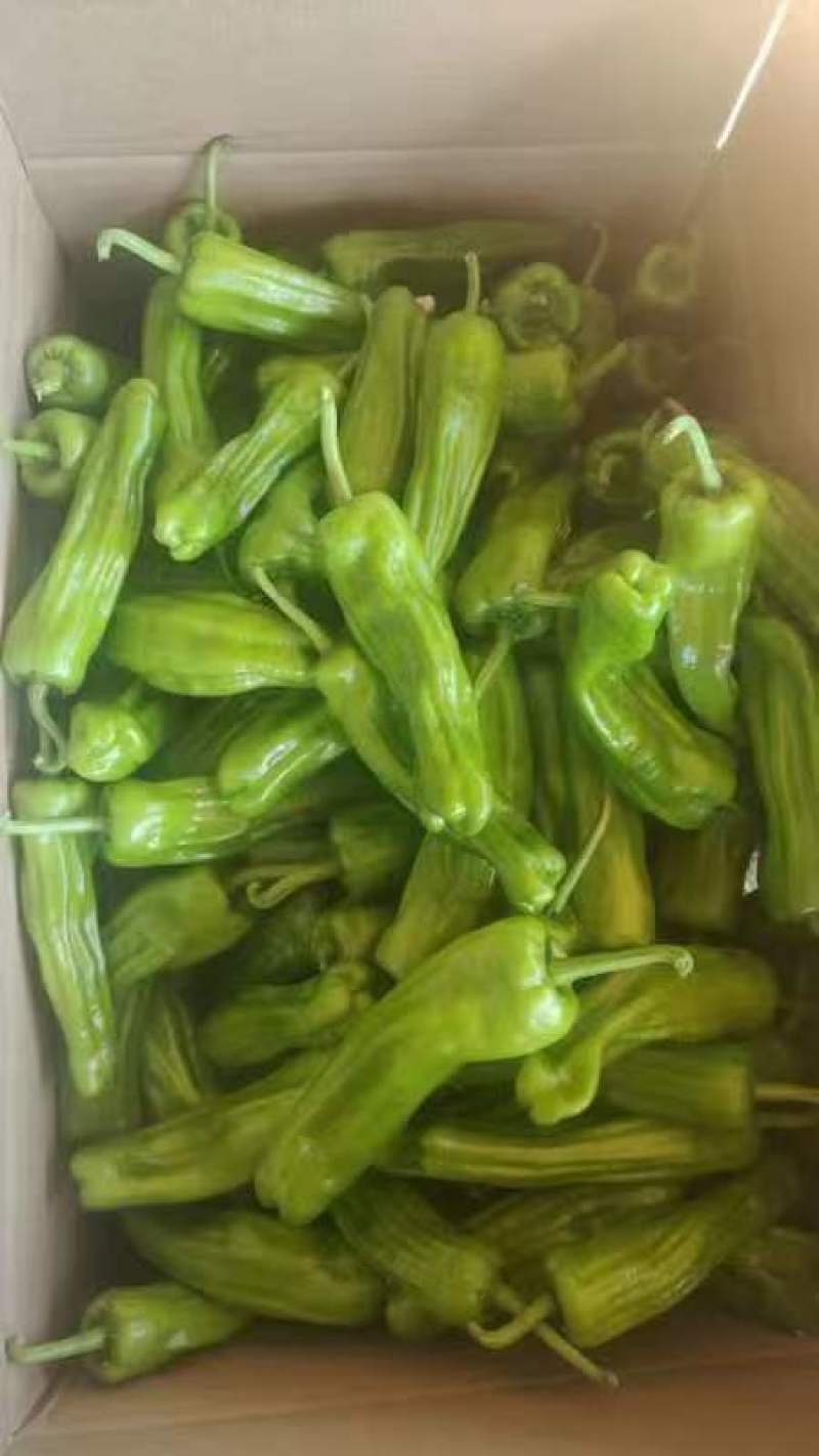 精品小薄皮辣椒，品质保证，产地直发，价格优惠，服务周到