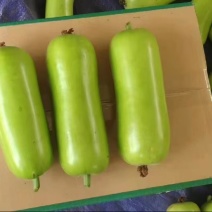 精品广东蒲瓜，品质保证，人工挑选，价格优惠，品质保证