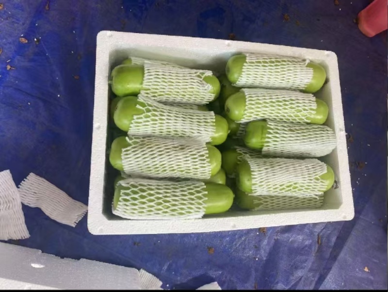 精品广东蒲瓜，品质保证，人工挑选，价格优惠，品质保证
