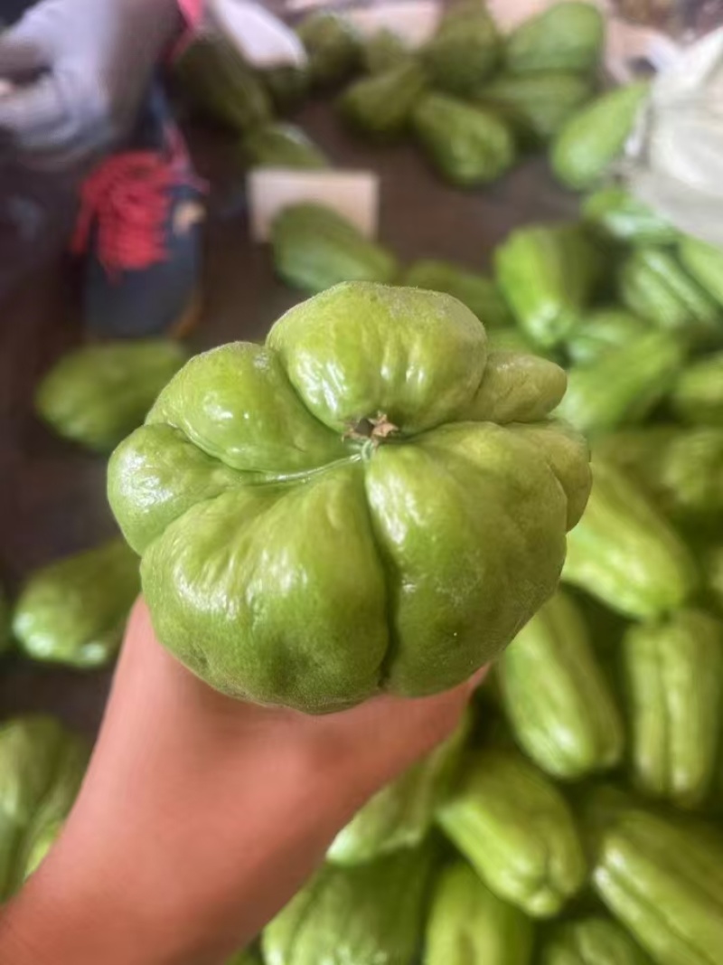 精品佛手瓜，产地直发，人工采摘，品质保证，价格优惠