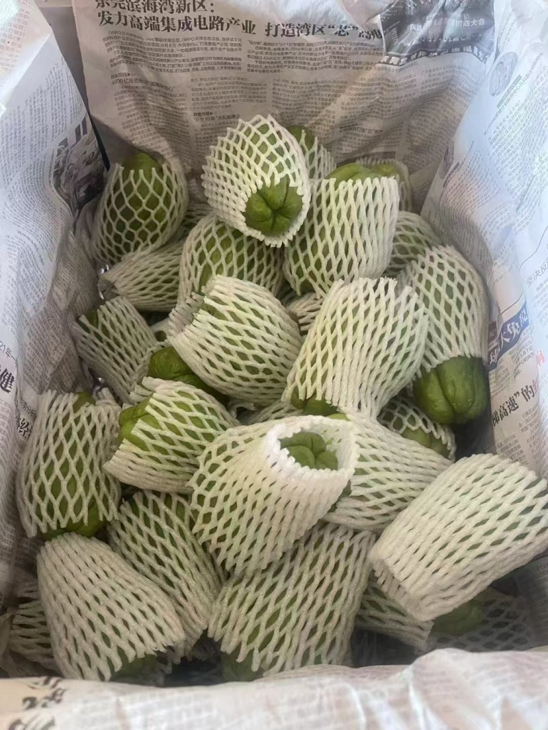 精品佛手瓜，产地直发，人工采摘，品质保证，价格优惠