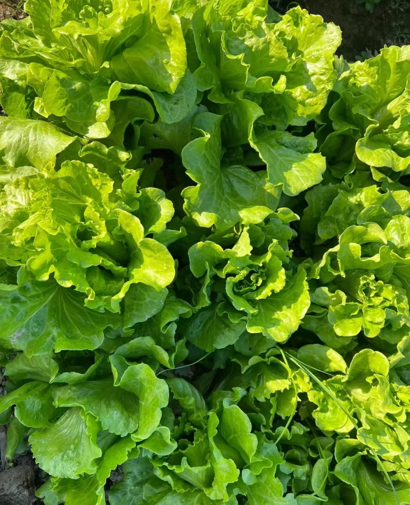 生菜意大利生菜产地直销量大质优价格优惠