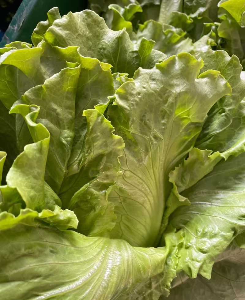 生菜意大利生菜产地直销量大质优价格优惠