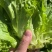 生菜意大利生菜产地直销量大质优价格优惠