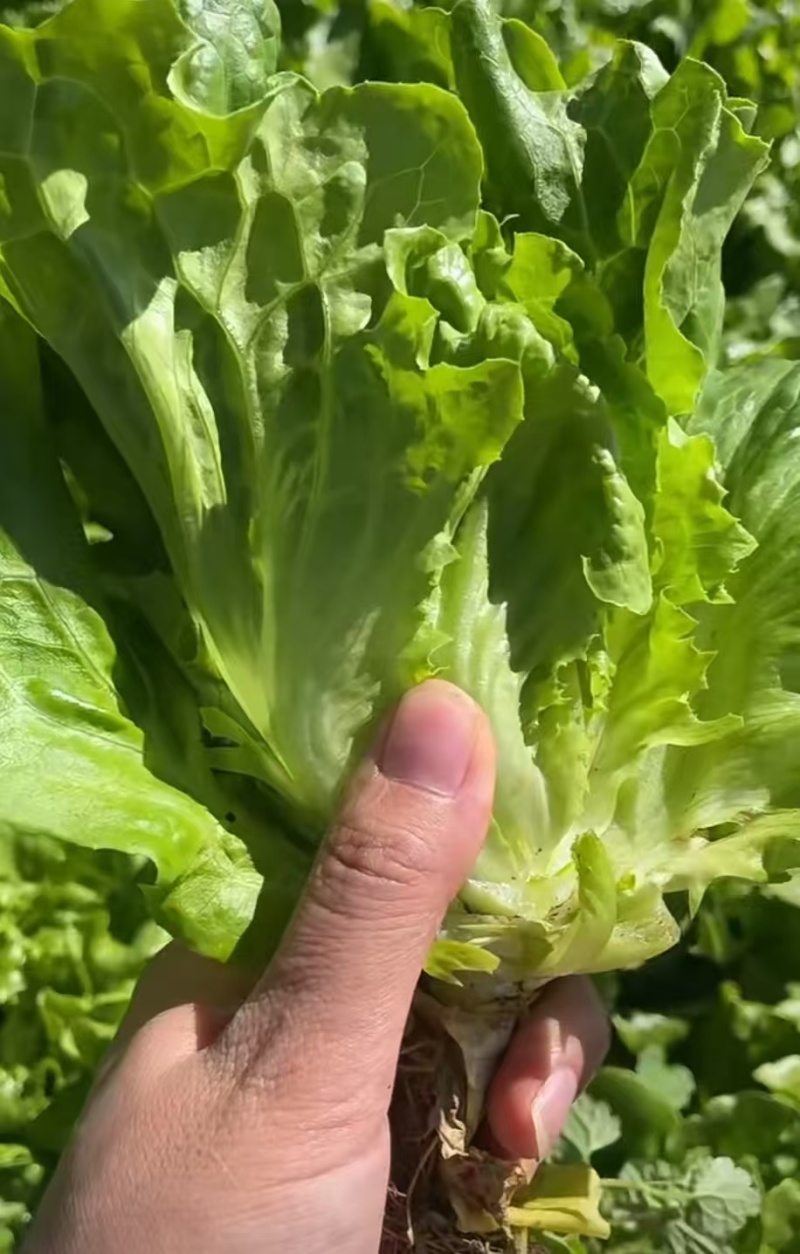 生菜意大利生菜产地直销量大质优价格优惠