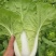 黄白菜夏黄白黄心白菜量大质优一手货源