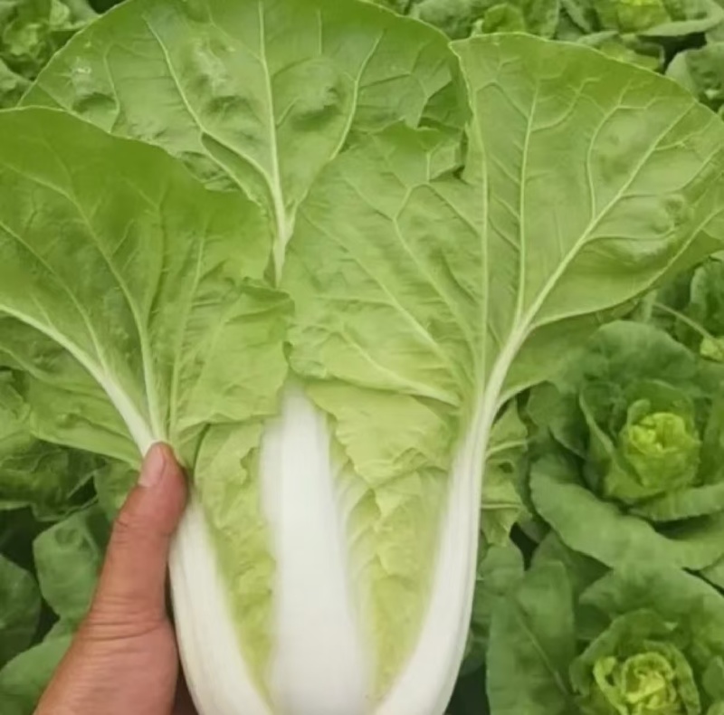 黄白菜夏黄白黄心白菜量大质优一手货源
