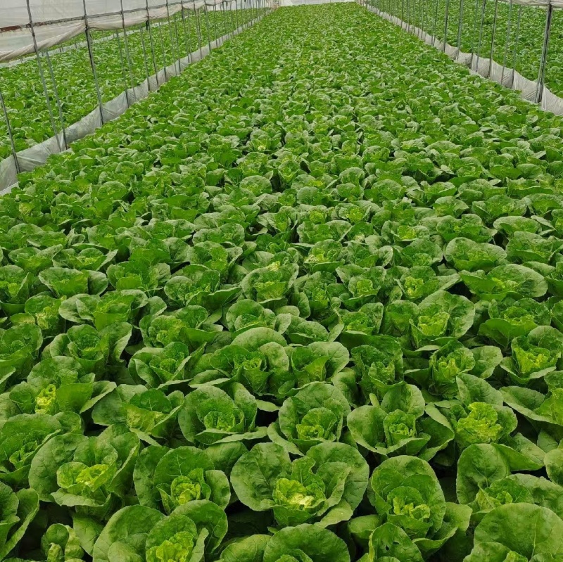 黄白菜夏黄白黄心白菜量大质优一手货源