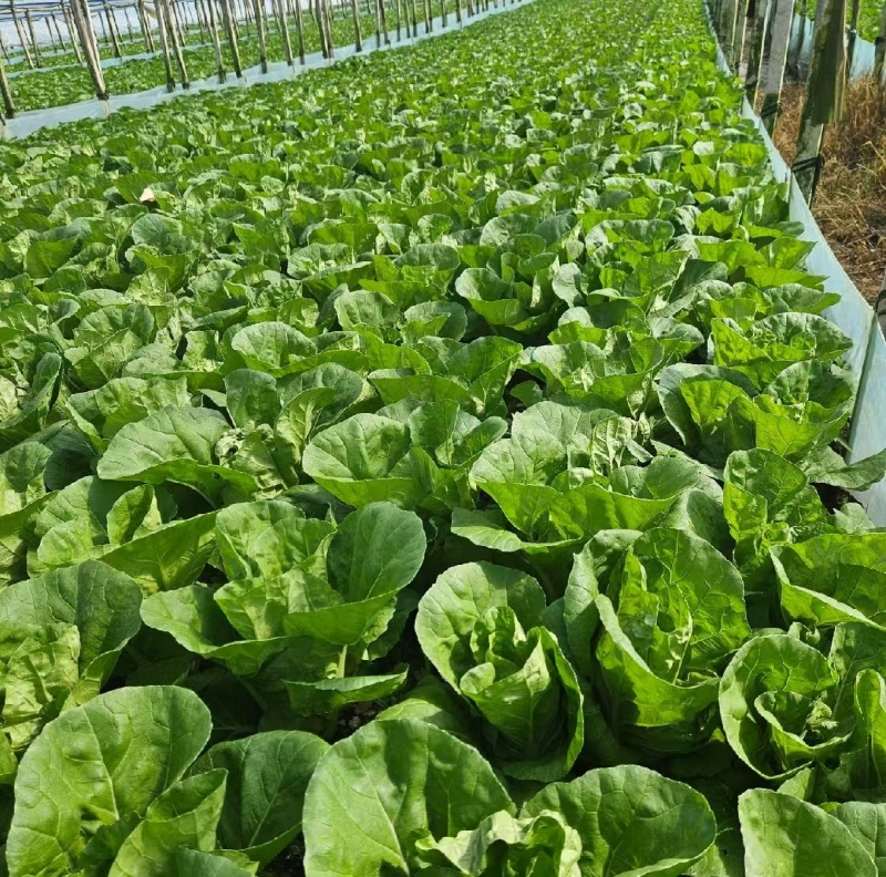黄白菜夏黄白黄心白菜量大质优一手货源