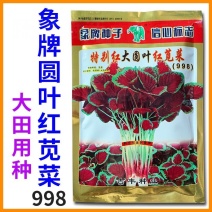大圆叶红苋菜种子大红汉菜种子耐抽苔耐热