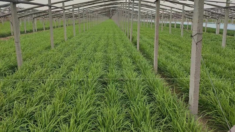 富韭8号韭菜种子抗寒耐热抗重茬叶片肥厚冬季不休眠